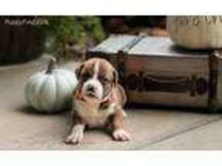 Boxer Puppy for sale in Morristown, TN, USA