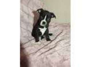 Boston Terrier Puppy for sale in Jasonville, IN, USA