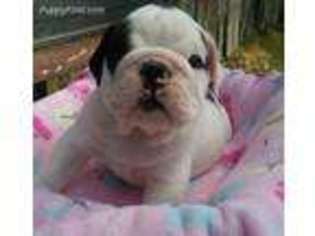 Bulldog Puppy for sale in Bedford, VA, USA