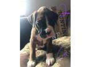 Boxer Puppy for sale in Airway Heights, WA, USA