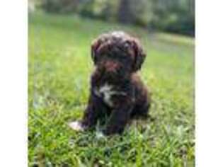 Lagotto Romagnolo Puppy for sale in Muscle Shoals, AL, USA