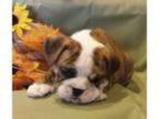 Bulldog Puppy for sale in Maryville, TN, USA