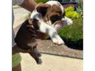 Bulldog Puppy for sale in Fort Polk, LA, USA