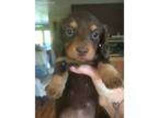 Dachshund Puppy for sale in Eleva, WI, USA