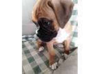 Boxer Puppy for sale in Lewiston, ID, USA