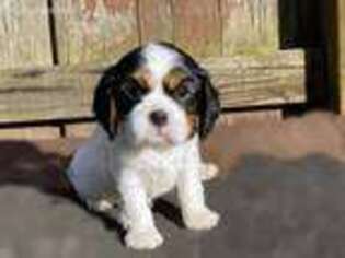 Cavalier King Charles Spaniel Puppy for sale in Battle Ground, WA, USA