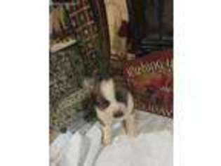 Saint Bernard Puppy for sale in Oologah, OK, USA