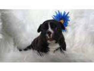 French Bulldog Puppy for sale in Rockford, MI, USA