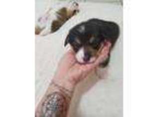 Pembroke Welsh Corgi Puppy for sale in Eatontown, NJ, USA