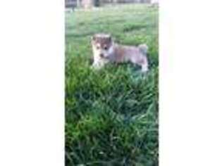 Siberian Husky Puppy for sale in Great Bend, KS, USA