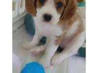Cavalier King Charles Spaniel Puppy for sale in Acworth, GA, USA