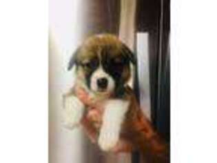 Pembroke Welsh Corgi Puppy for sale in Waddell, AZ, USA