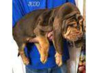 Bloodhound Puppy for sale in Long Beach, CA, USA