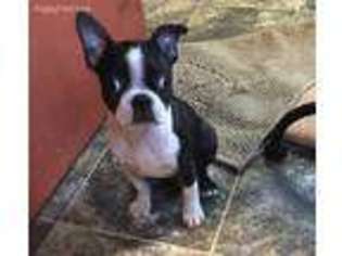 Boston Terrier Puppy for sale in Kentwood, LA, USA
