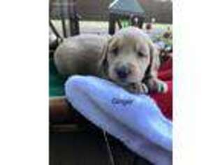 Goldendoodle Puppy for sale in Germanton, NC, USA