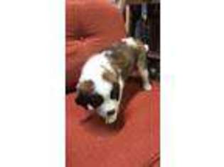 Saint Bernard Puppy for sale in Martinsburg, WV, USA