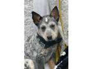 Australian Cattle Dog Puppy for sale in West Plains, MO, USA