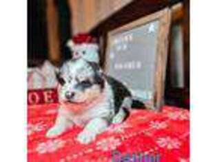 Mutt Puppy for sale in Wheeling, IL, USA