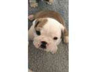 Bulldog Puppy for sale in Pitman, NJ, USA
