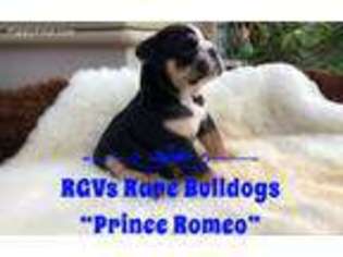Bulldog Puppy for sale in Converse, TX, USA