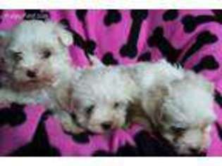 Maltese Puppy for sale in Fort Mill, SC, USA