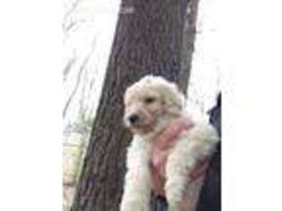 Goldendoodle Puppy for sale in Glenfield, NY, USA