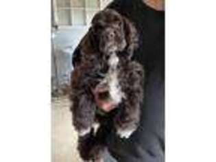 Cocker Spaniel Puppy for sale in Fort Collins, CO, USA