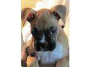 Boxer Puppy for sale in Kankakee, IL, USA