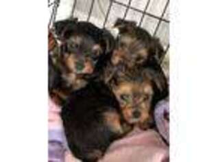 Yorkshire Terrier Puppy for sale in Richmond, VA, USA