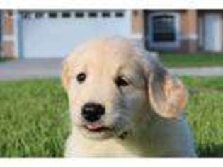 Golden Retriever Puppy for sale in Zephyrhills, FL, USA