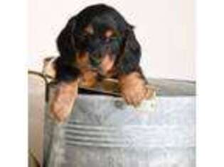 Dachshund Puppy for sale in Bakersfield, MO, USA