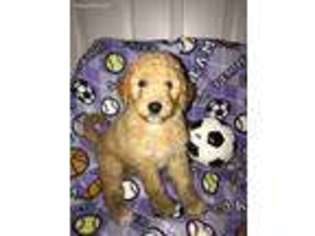 Goldendoodle Puppy for sale in Decatur, IN, USA
