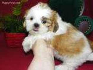 Mutt Puppy for sale in Green Castle, MO, USA