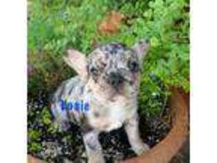 French Bulldog Puppy for sale in Shawnee, OK, USA