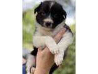 Border Collie Puppy for sale in Lake Charles, LA, USA
