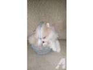 Pomeranian Puppy for sale in VAN NUYS, CA, USA
