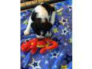 English Springer Spaniel Puppy for sale in Jasper, GA, USA