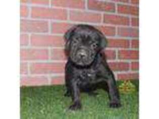 Cane Corso Puppy for sale in Acton, CA, USA