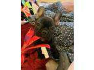 French Bulldog Puppy for sale in Barrington, IL, USA