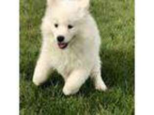 Samoyed Puppy for sale in Reno, NV, USA