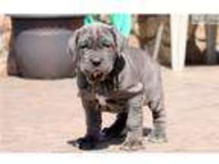Neapolitan Mastiff Puppy for sale in Lancaster, PA, USA