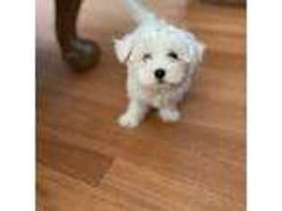 Maltese Puppy for sale in Rialto, CA, USA