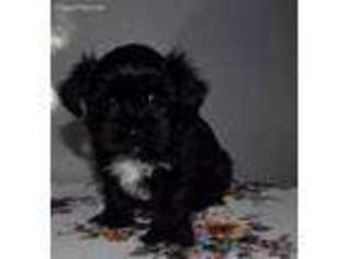 Havanese Puppy for sale in Arthur, IL, USA