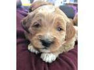 Goldendoodle Puppy for sale in Lakeville, IN, USA