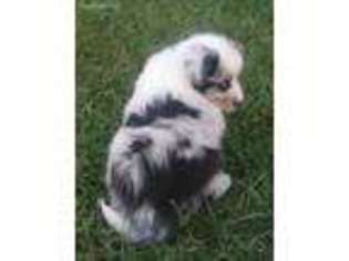 Shetland Sheepdog Puppy for sale in Luray, MO, USA