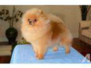 Pomeranian Puppy for sale in UPLAND, CA, USA