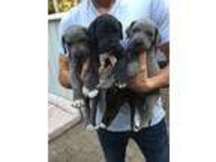 Great Dane Puppy for sale in Pebble Beach, CA, USA
