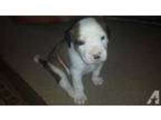 American Bulldog Puppy for sale in FOUR OAKS, NC, USA