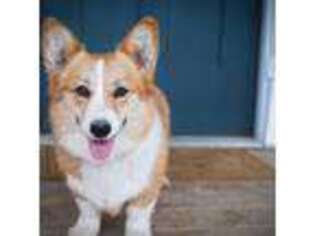 Pembroke Welsh Corgi Puppy for sale in Orleans, IN, USA