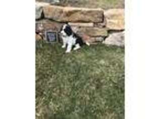 Saint Berdoodle Puppy for sale in Narvon, PA, USA